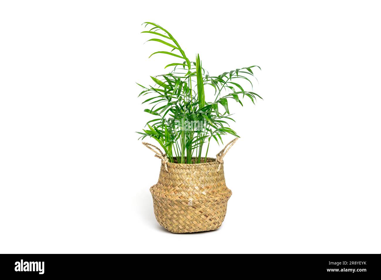 La plante d'origine Hamedorea dans un plantoir en osier isolé sur fond blanc. Banque D'Images