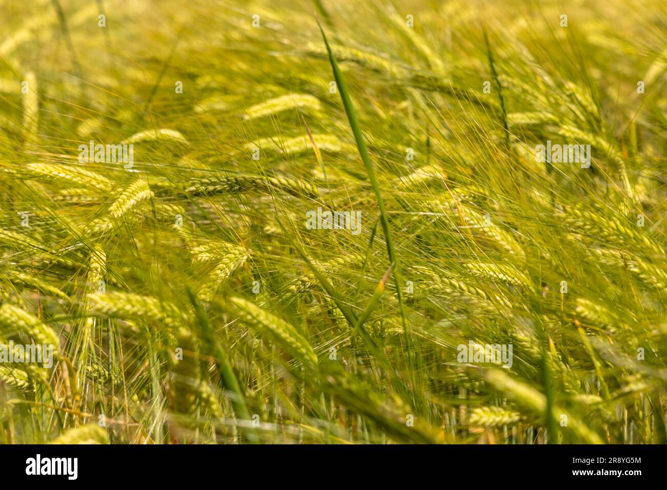 Prêts pour la récolte de grain Banque D'Images