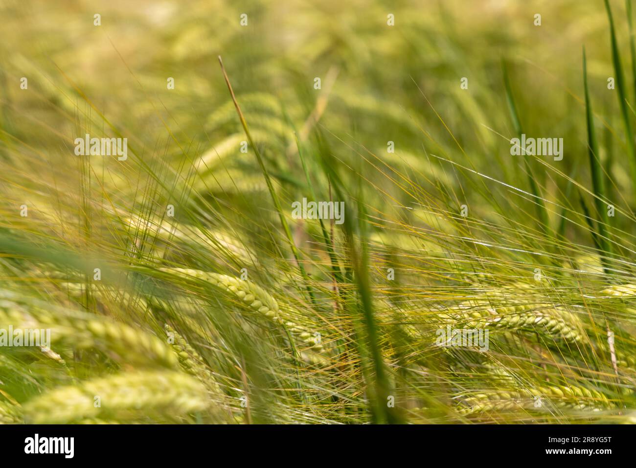 Prêts pour la récolte de grain Banque D'Images