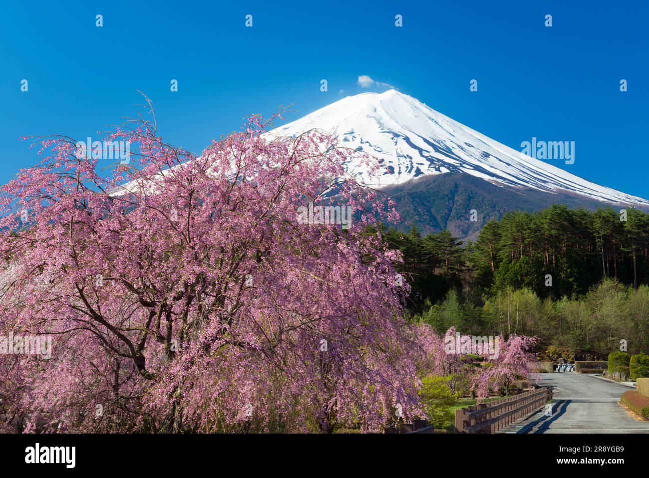 Beni shidarezakura (cerisier pleurant) et Mt. Banque D'Images