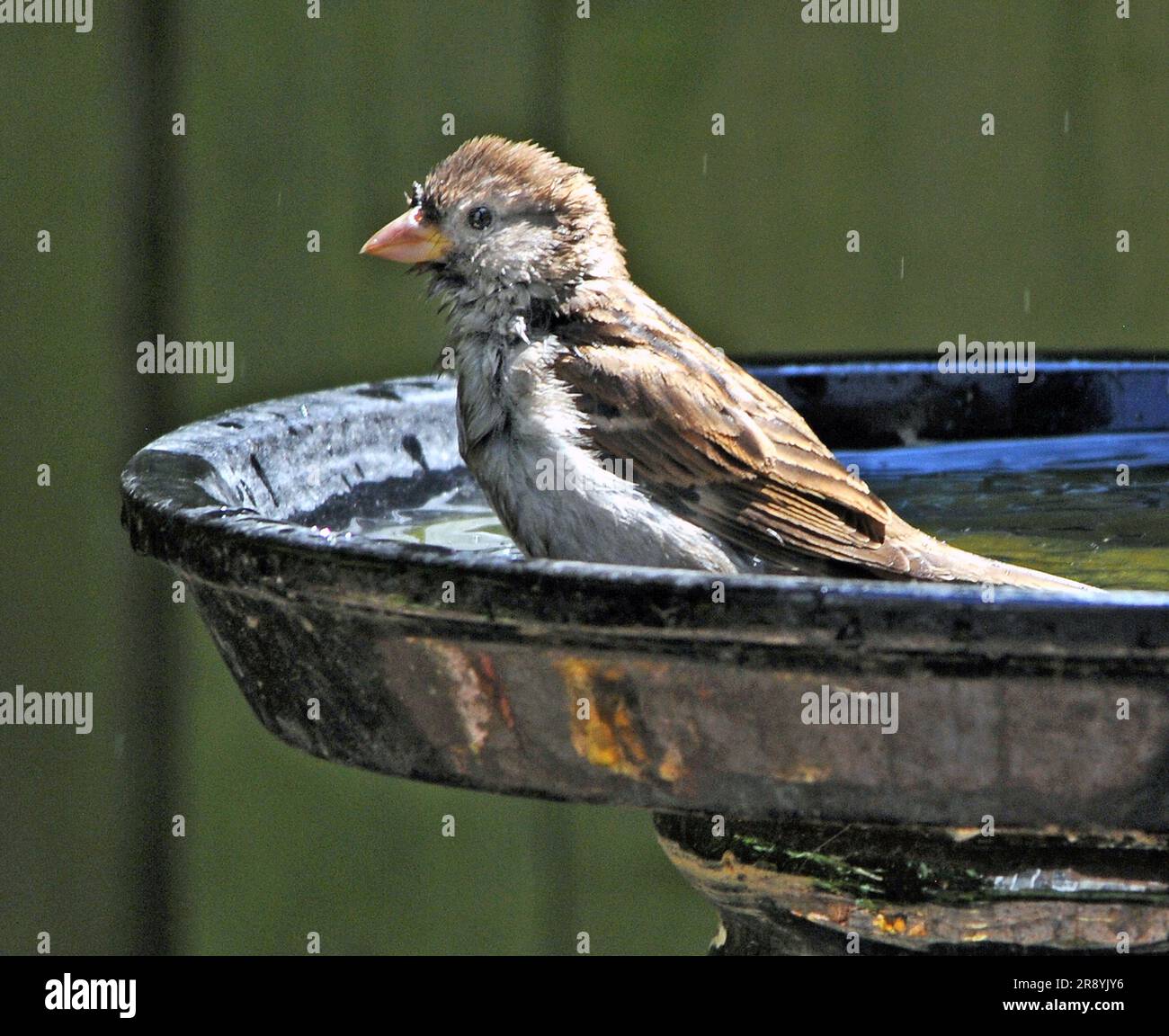 MAISON SPARROW DANS UN BAIN D'OISEAU DANS UN JARDIN ADJACENT CASTLE SHORE PARK, PORTCHESTER, HANTS. PIC MIKE WALKER 2023 Banque D'Images