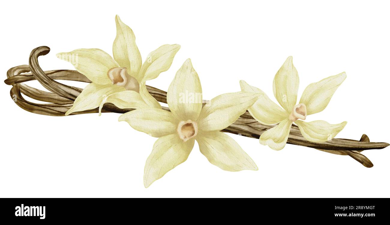 Fleurs de vanille avec bâtons. Aquarelle Illustration dessinée à la main de la fleur d'orchidée jaune et des gousses sur fond blanc isolé. Dessin d'épices pour la cuisson ou les huiles aromatiques. esquisse de l'ingrédient de fines herbes. Banque D'Images