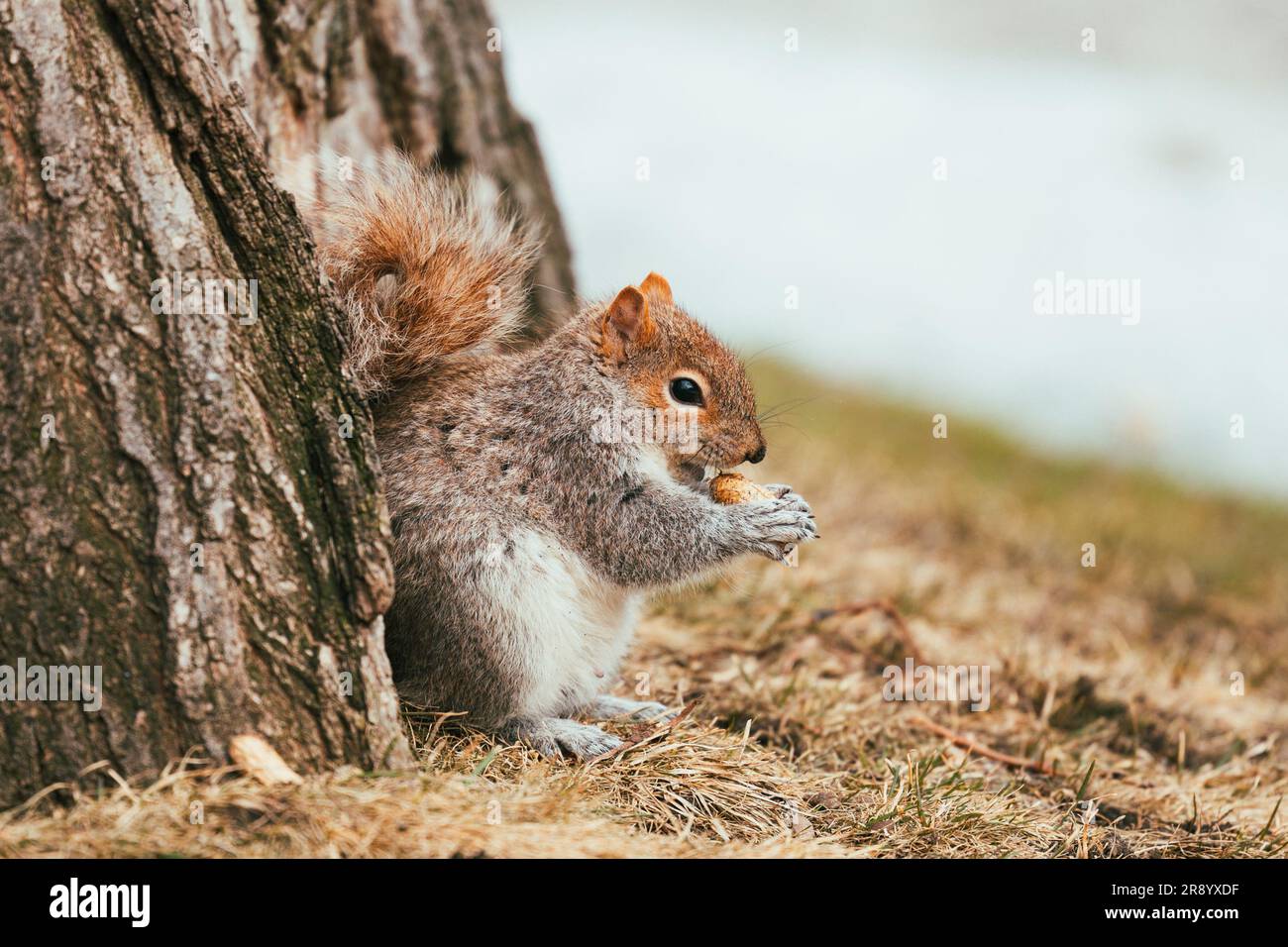 L'écureuil gris de l'est se forge pour la nourriture dans l'herbe près d'un arbre. Banque D'Images