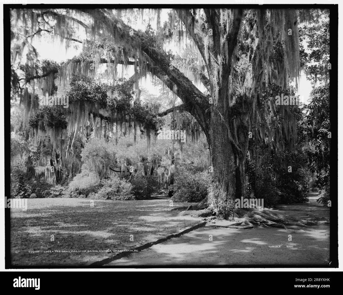 Sous les chênes, Magnolia-on-the-Ashley, Charleston, S.C., c1907. Mousses espagnoles et chênes vivants. Banque D'Images