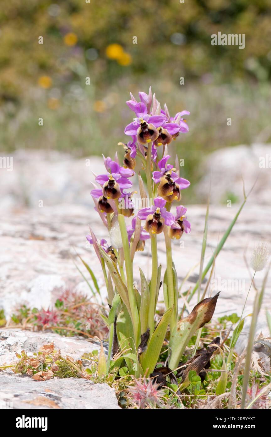 Orchidée à la mouche (Ophrys tenthredinifera), Andalousie, Espagne Banque D'Images