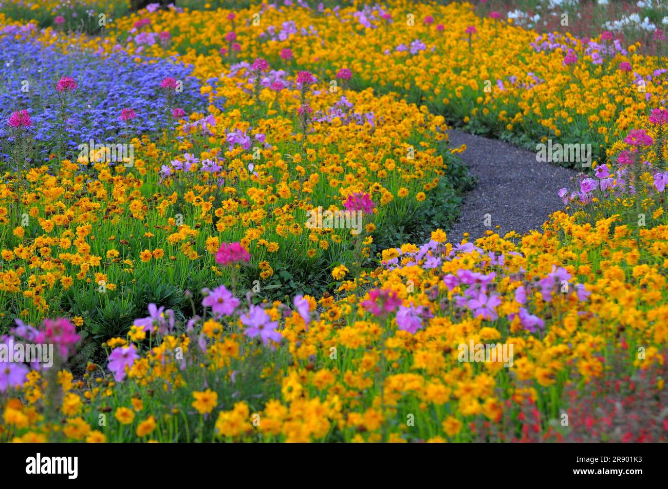 Jardin avec fleurs d'été Banque D'Images