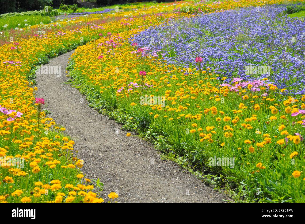 Stuttgart : Killesberg, parterres de fleurs en été, sentier de jardin Banque D'Images