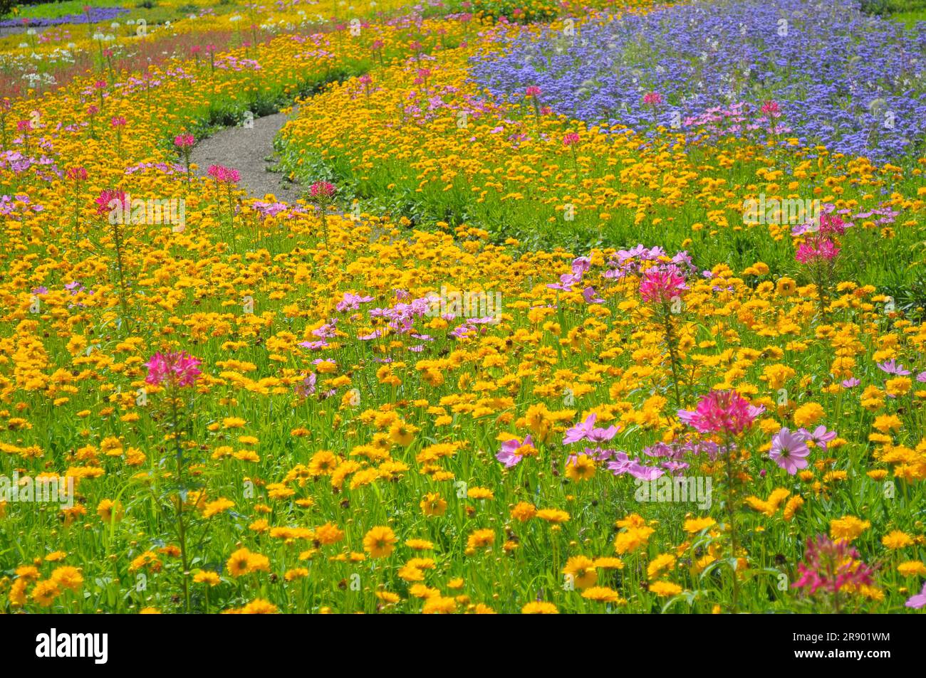 Stuttgart : Killesberg, parterres de fleurs en été, sentier de jardin Banque D'Images