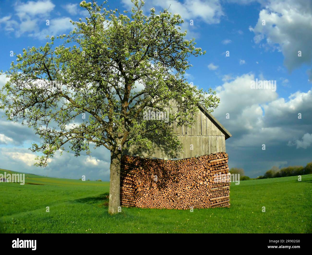 Grange de campagne avec pommier, Frueh. Friedenweiler, Forêt Noire. Mauvais. -Wuertt Banque D'Images