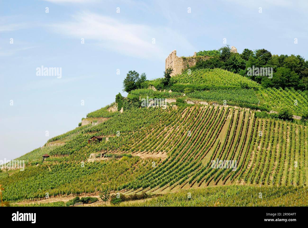 Château ruine sur un vignoble à Staufen (Breisgau) (Germnany) Banque D'Images
