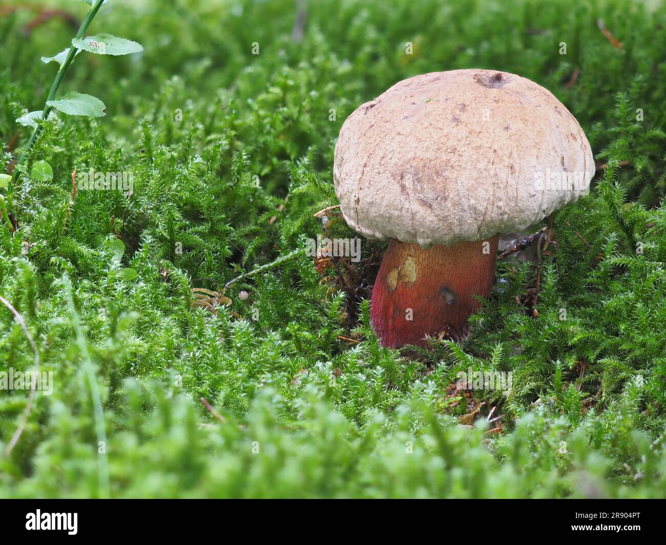 Le bolete amer de Beech, Caloboletus calopus, est un magnifique champignon mais malheureusement non comestible. Bien qu'il ne soit pas toxique, ce champignon en ruine Banque D'Images