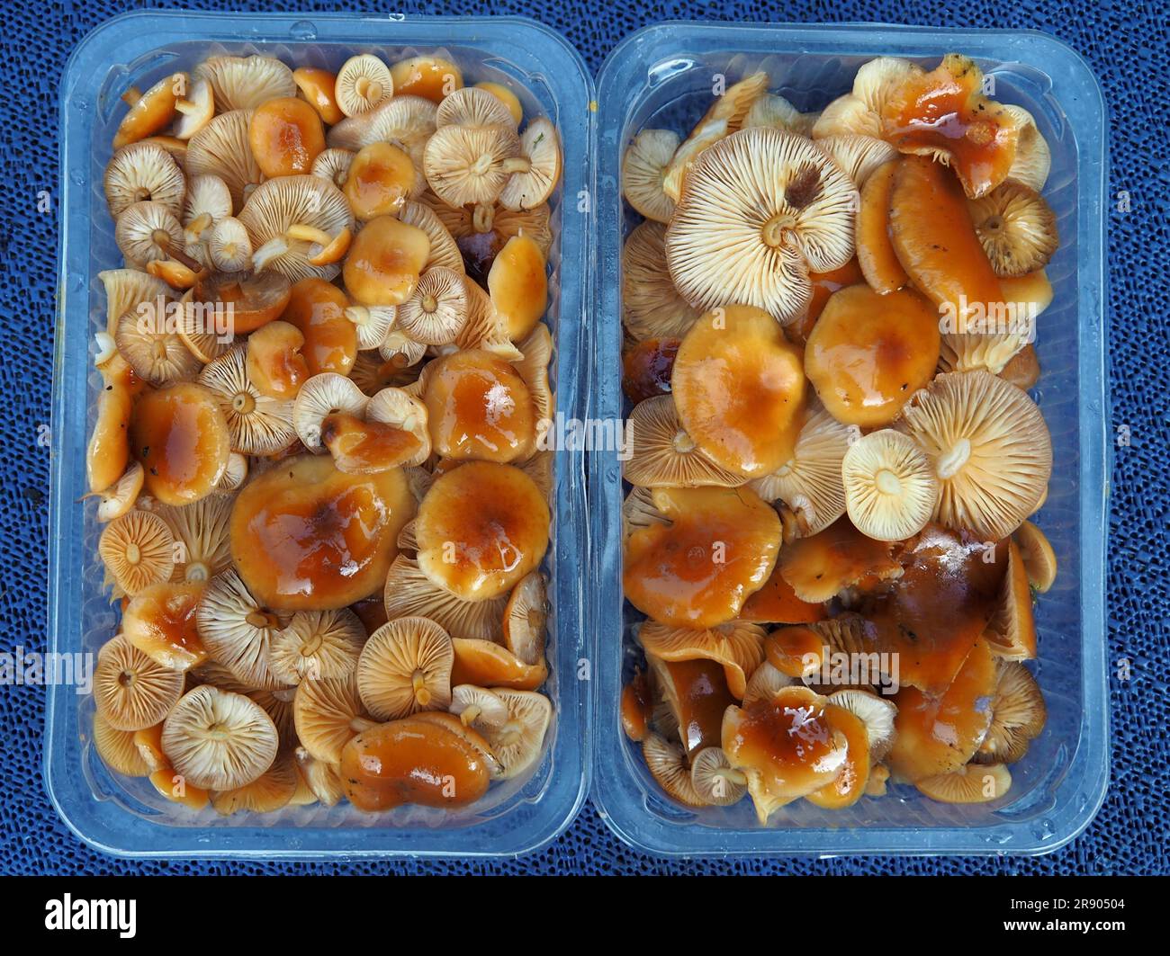 Les navets à pieds de velours poussent généralement en grappes sur du bois mort ou vivant. Les fructifications résistantes au gel apparaissent principalement en hiver et le sont Banque D'Images