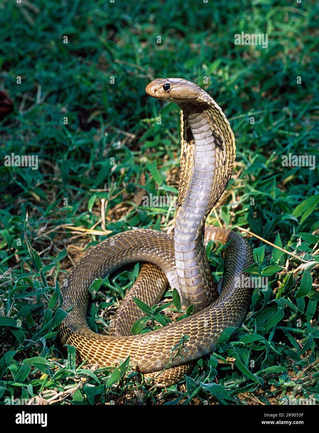 Serpent, cobra indienne cobra indienne spectaculaire (Naja naja), captive, le Madras Crocodile Bank Trust et le Centre d'Herpétologie près de Chennai, Tamil Banque D'Images
