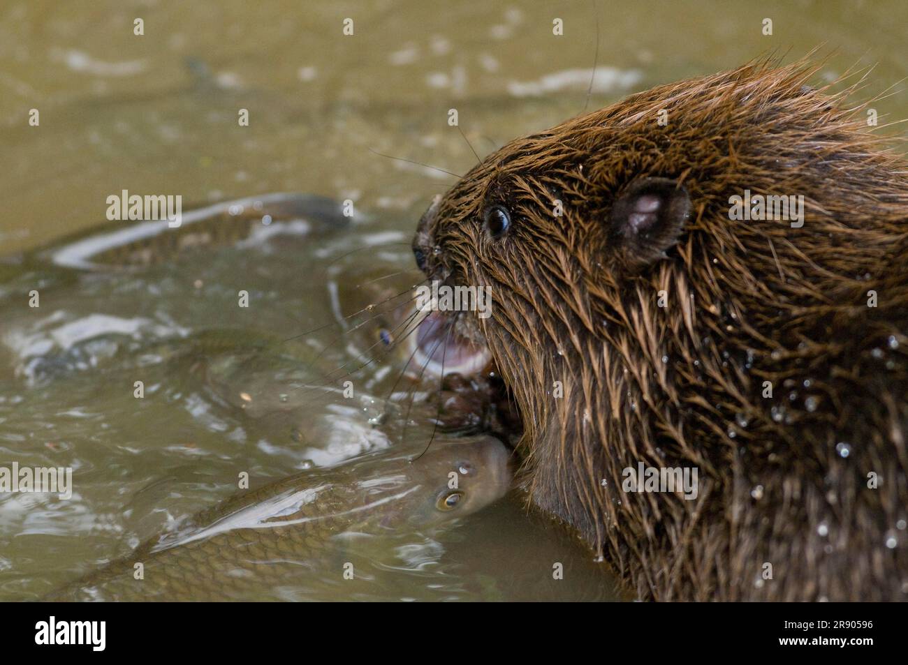 Castor européen (fibre de Castor) et chub (Squalius cephalus), Rosenheim, Bavière, Allemagne Banque D'Images