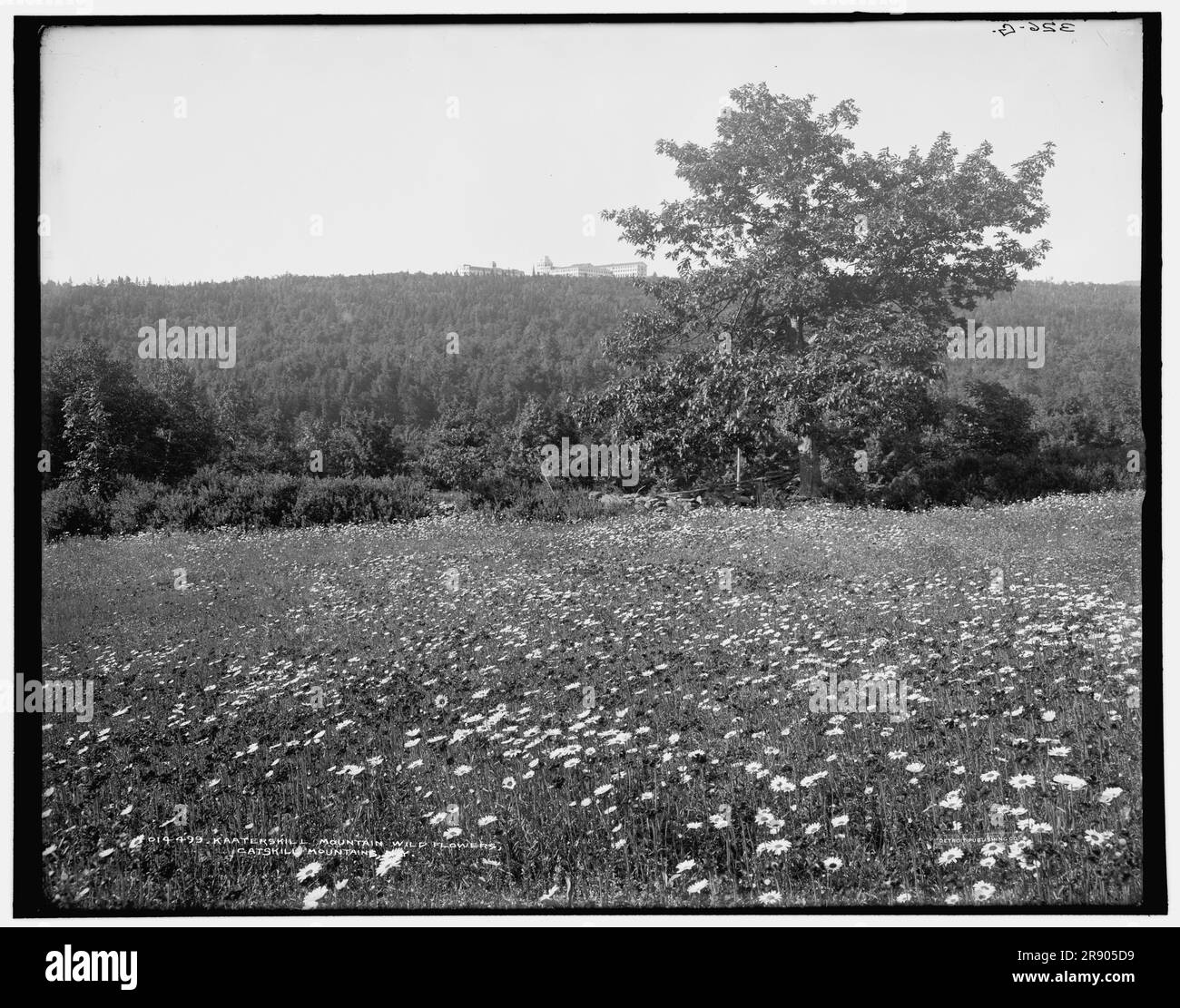 Fleurs sauvages de Kaaterskill Mountain, Catskill Mountains, New York, (1902?). Banque D'Images