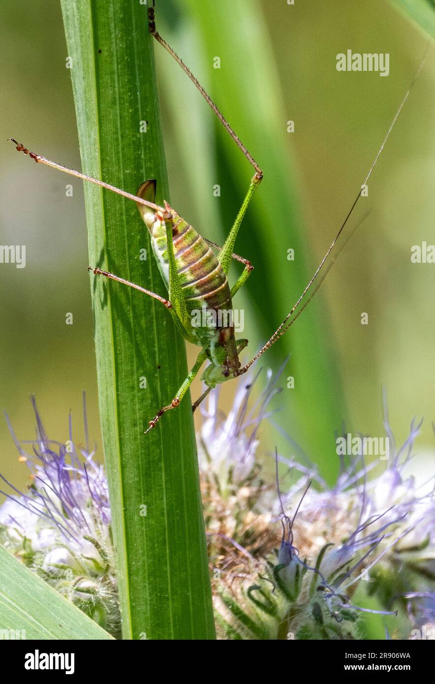 Bulgarie 23 juin 2023: Insectes bulgares Prosin bug et Grasshopper sur fleurs sauvages :Clifford Norton Alay Banque D'Images