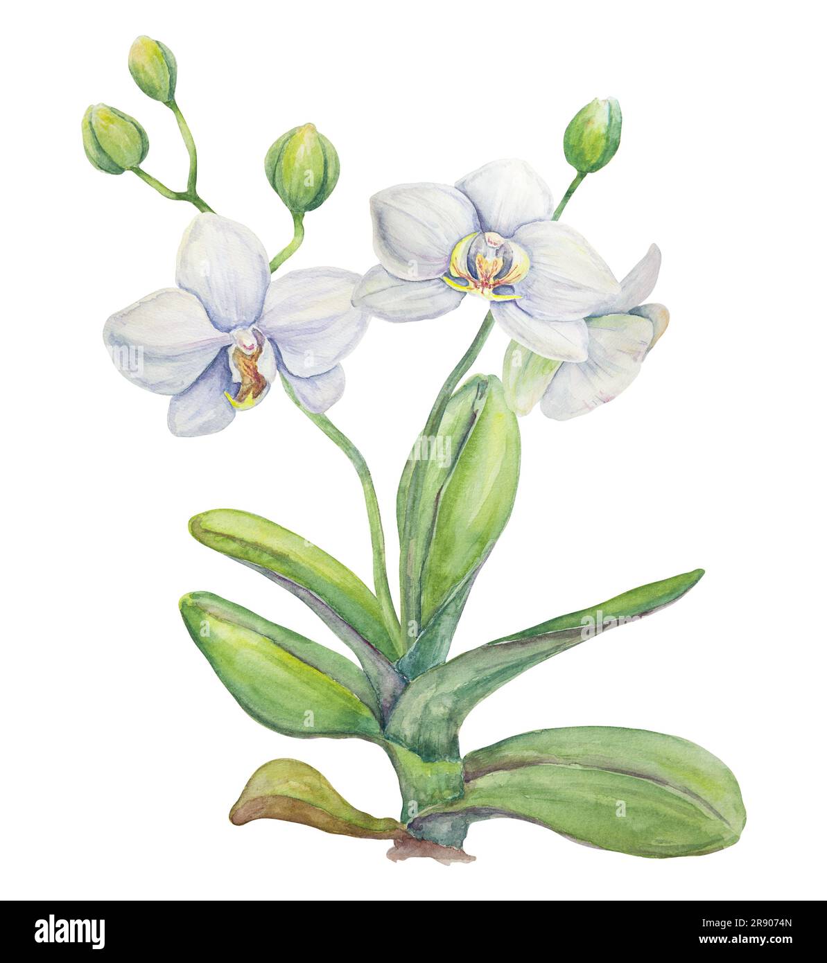 Fleur d'orchidée blanche. Illustration délicate et réaliste de l'aquarelle botanique dessinée à la main. Clipart pour les invitations de mariage, décor, textiles, cadeaux Banque D'Images