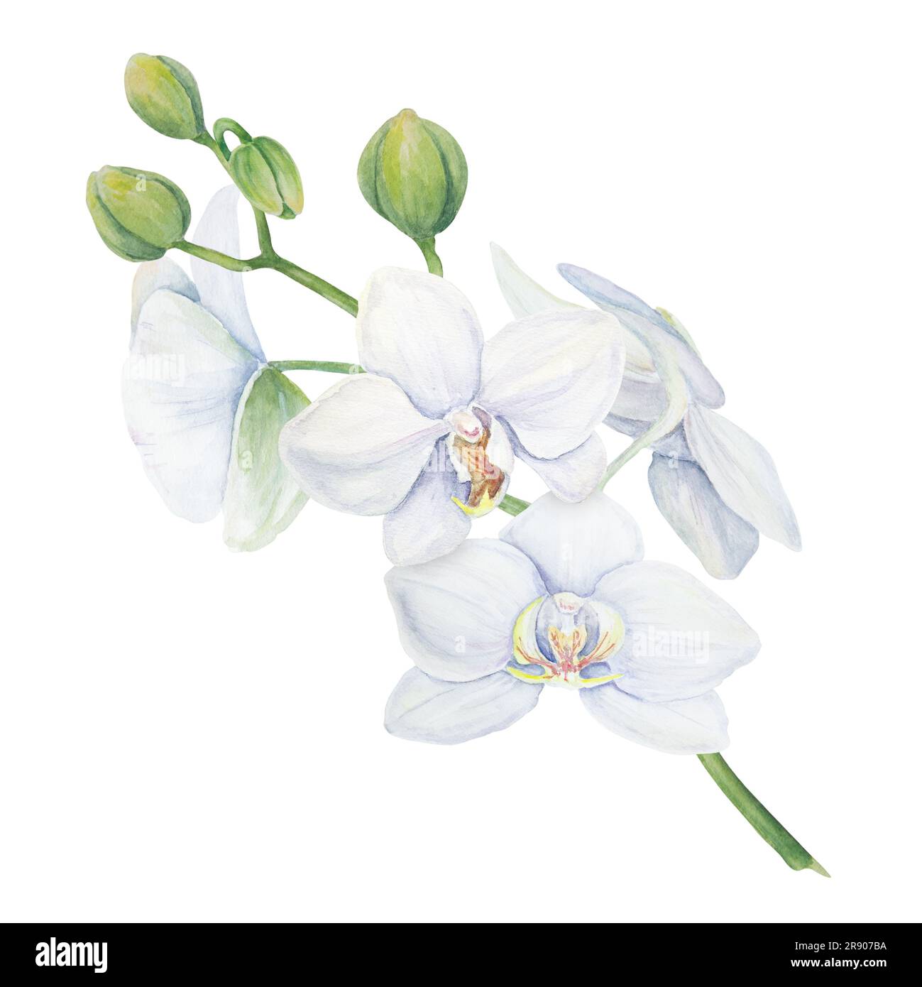 Fleur d'orchidée blanche. Illustration délicate et réaliste de l'aquarelle botanique dessinée à la main. Clipart pour les invitations de mariage, décor, textiles, cadeaux Banque D'Images