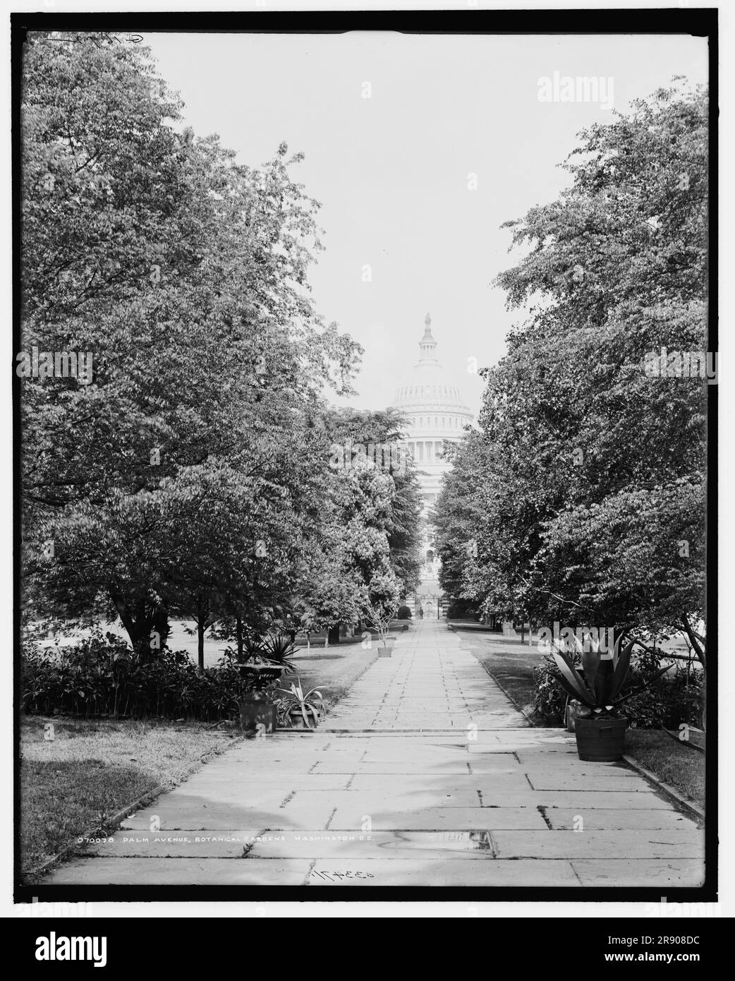 Palm Avenue, jardins botaniques, Washington, D.C., c1907. Banque D'Images