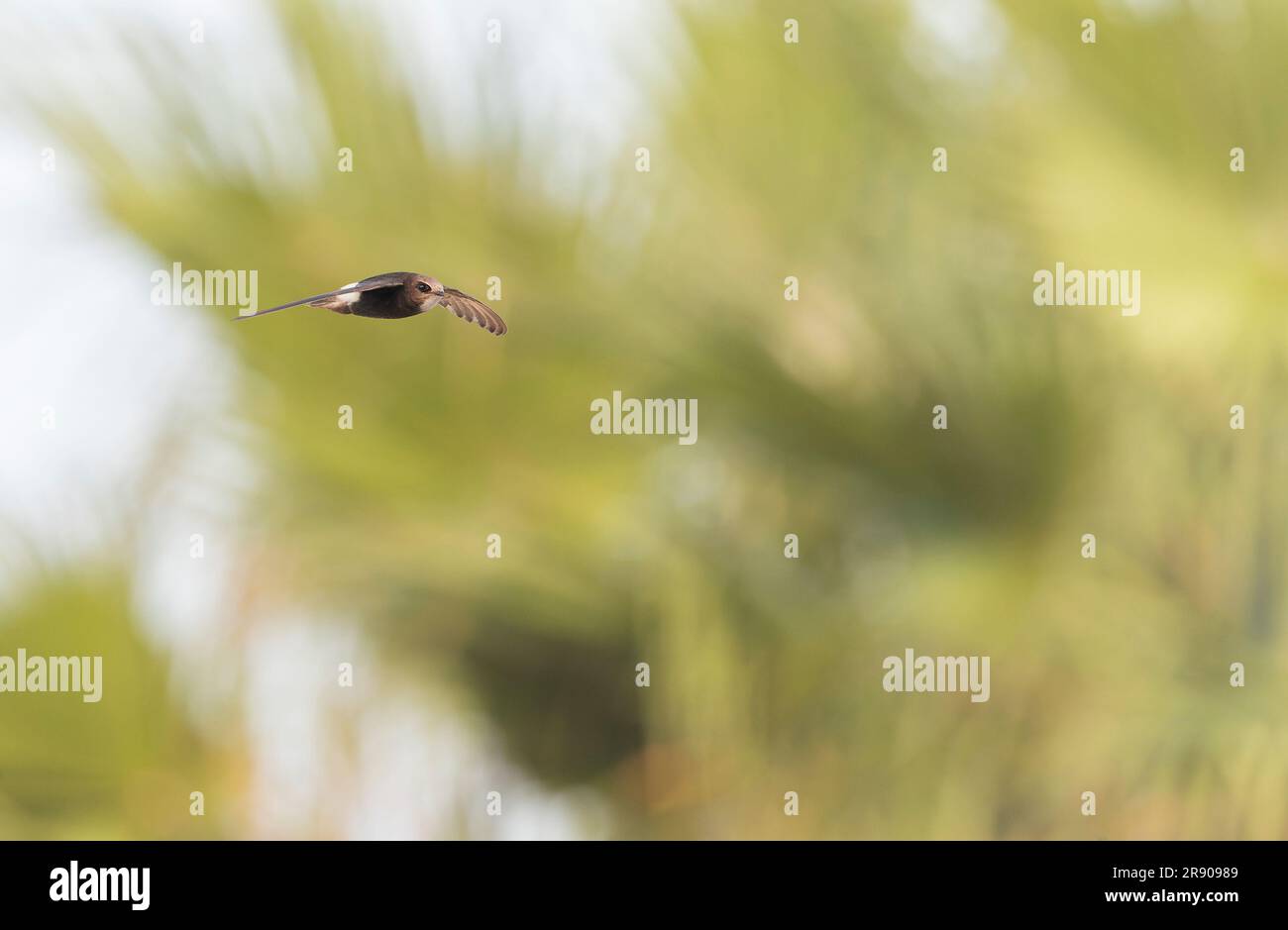 Little Swift (Apus affinis) à Chipiona, Espagne. L'une des rares aires de reproduction en Europe. Banque D'Images