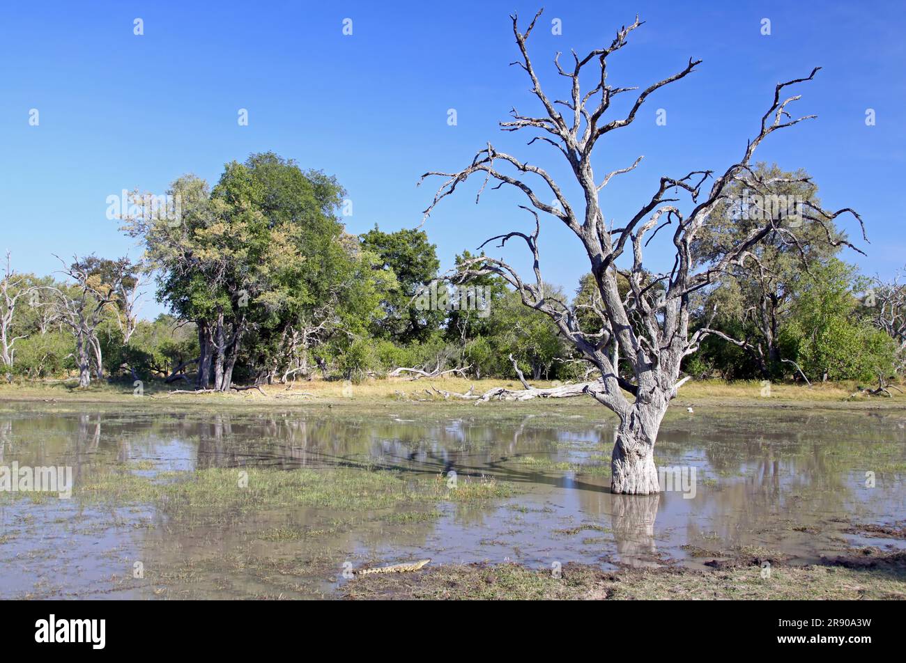 Paysage dans Moremi Game Reserve Botswana avec crocodile sur la rive Banque D'Images