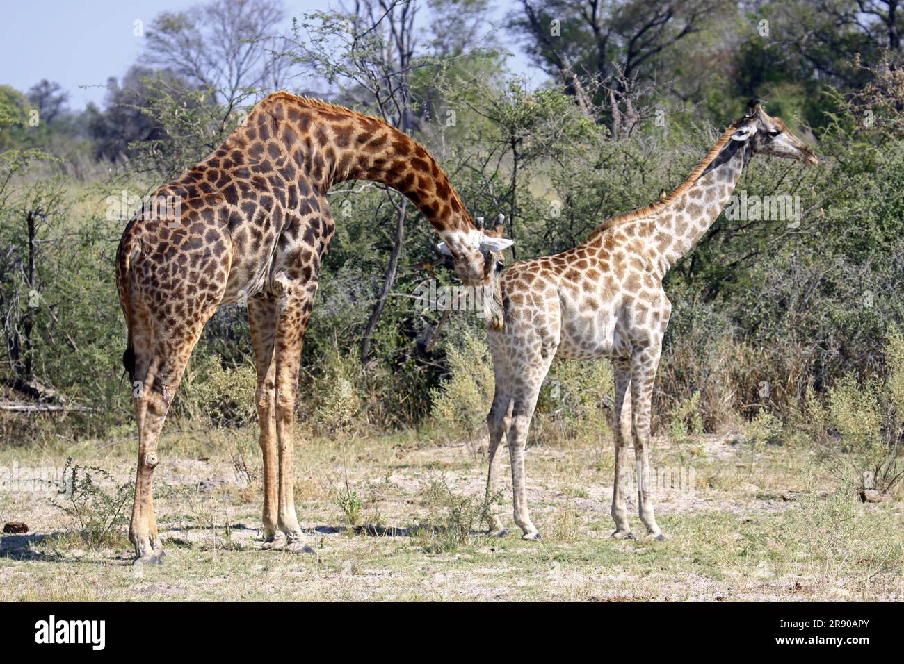 Girafes dans Moremi Game Reserve Botswana Banque D'Images