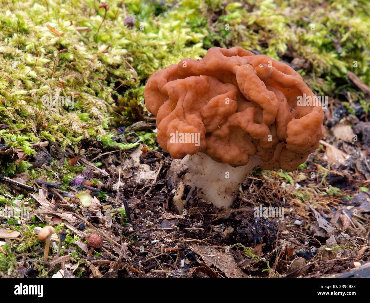 Morel de neige (Gyromitra gigas), éventuellement aussi Lorikeet de printemps, Lorikeet de poison (Gyromitra esculenta) Banque D'Images