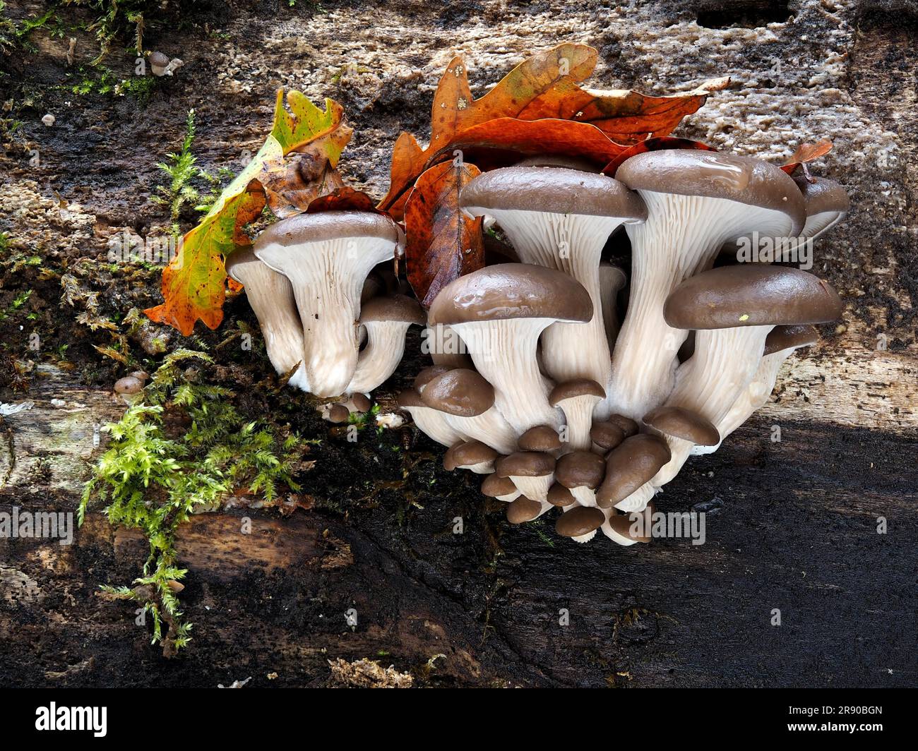 Le champignon huître (Pleurotus ostreatus) est un champignon comestible commun. Il est maintenant cultivé commercialement dans le monde entier pour la nourriture. Il est lié à Banque D'Images