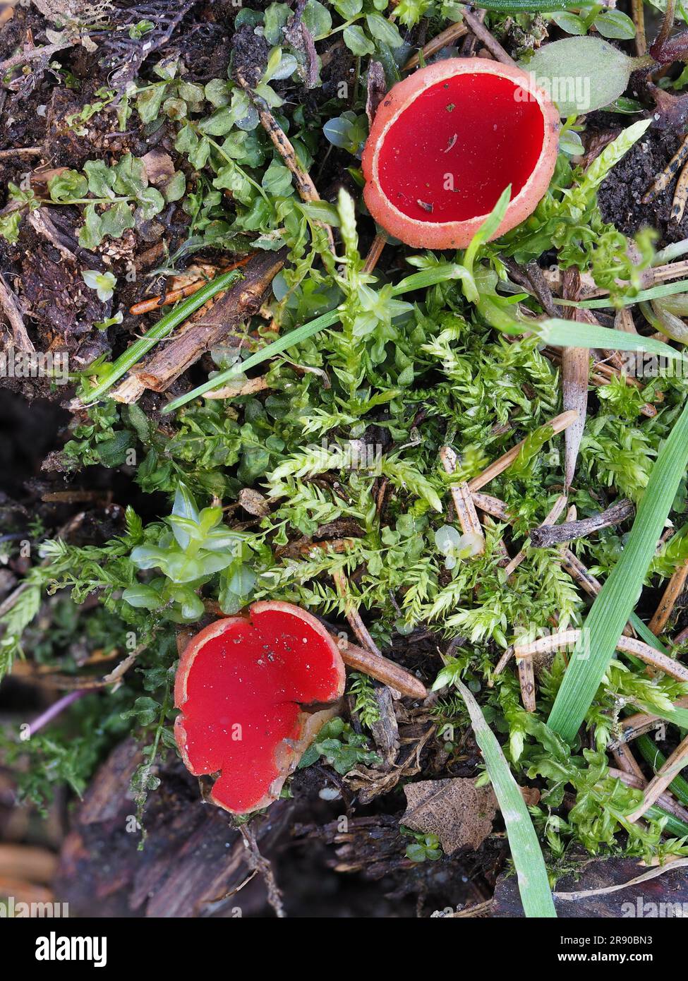 Communément connu sous le nom de la cupule d'orf de scarlet (Sarcoscypha coccinea), la capule d'orf de scarlet, ou la cupule de scarlet, est une espèce de champignon dans la famille Banque D'Images