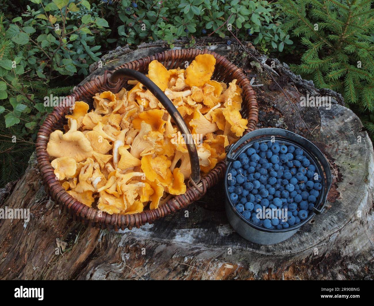 Panier de champignons avec chanterelles récoltées en Suède à Vaermland. Bleuets de tourbière, bleuets alpins, baies de chauf. Trunkelbeeren Banque D'Images