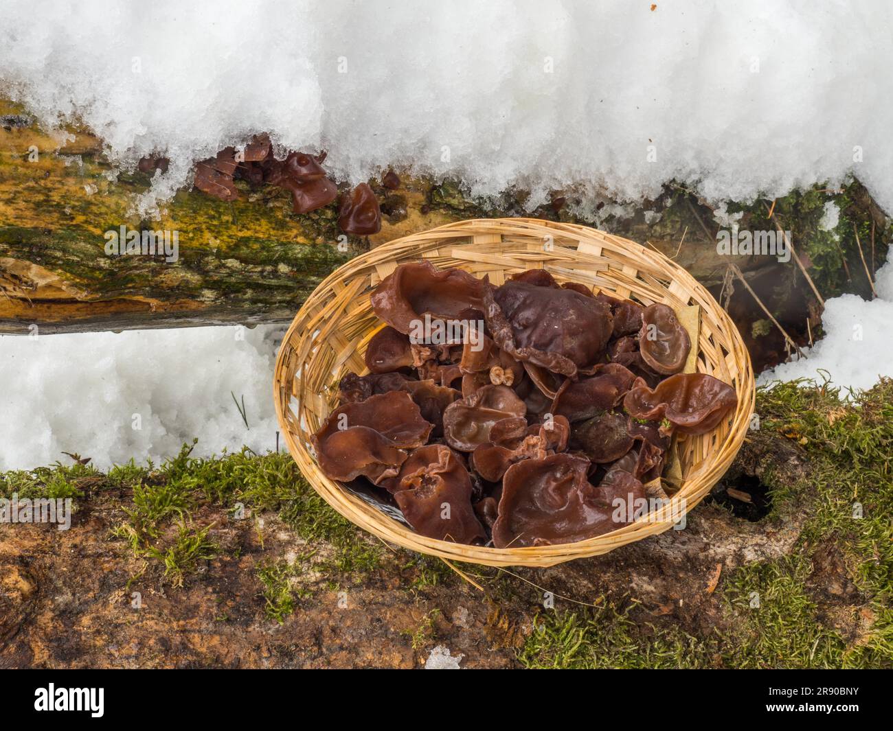 Judas oreilles sur le tronc aîné et dans le panier de champignons avec de la neige Banque D'Images