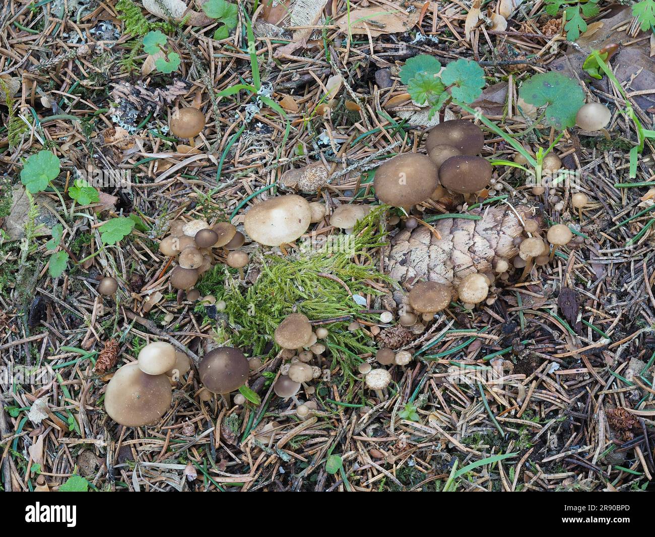(Strobilurus) esculentus est un champignon comestible très commun du genre Strobilurus. Il peut souvent être trouvé au printemps sur les cônes d'épinette tombés Banque D'Images