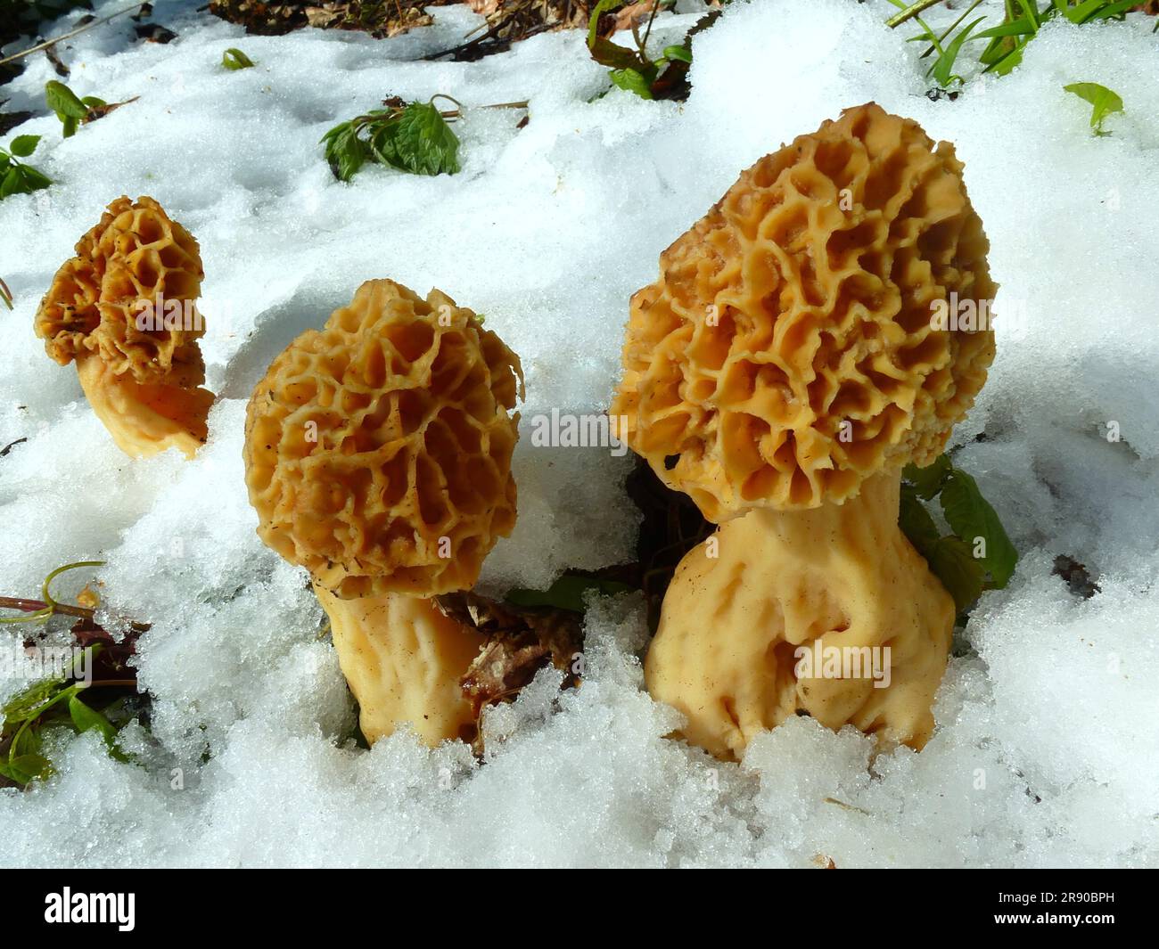 Morel dans la neige de printemps Banque D'Images