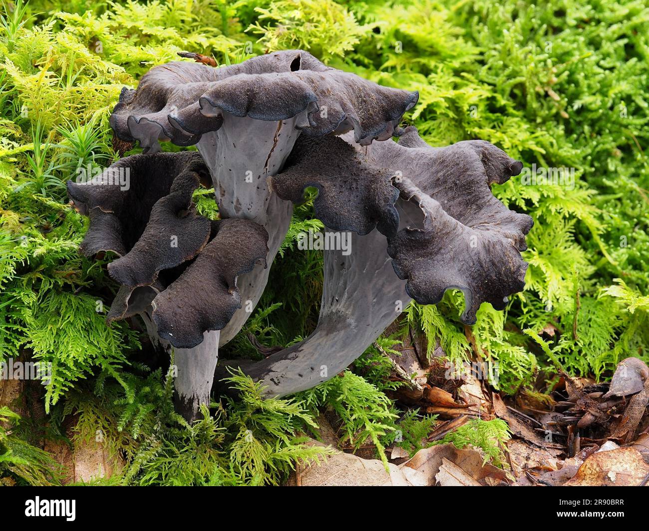 ou corne de l'abondance, est un champignon comestible. Il est également