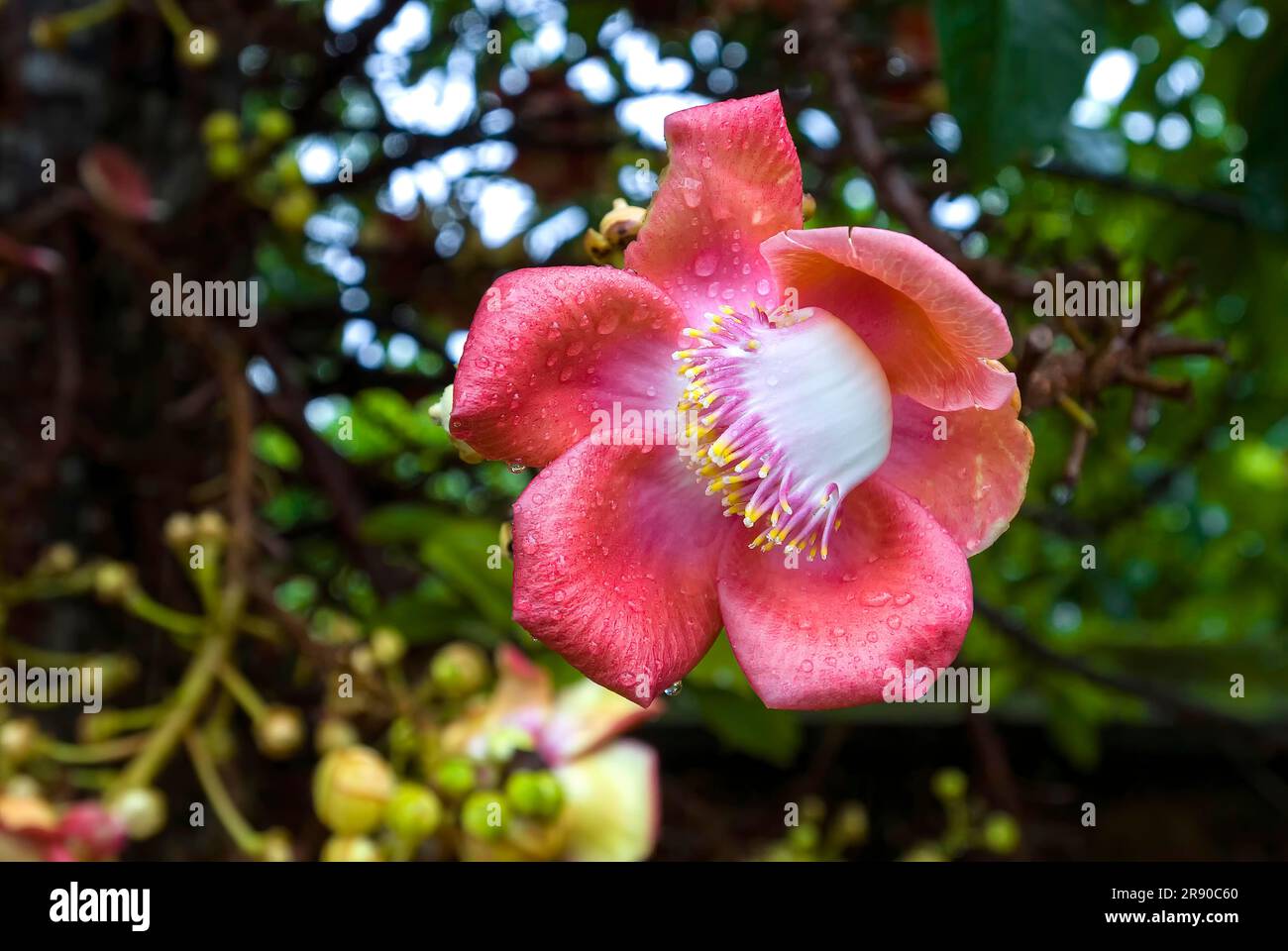 L'arbre de boule Cannon (Couroupita guianensis) fleur d'arbre Nagalinga, Kerala, Inde du Sud, Inde, Asie Banque D'Images