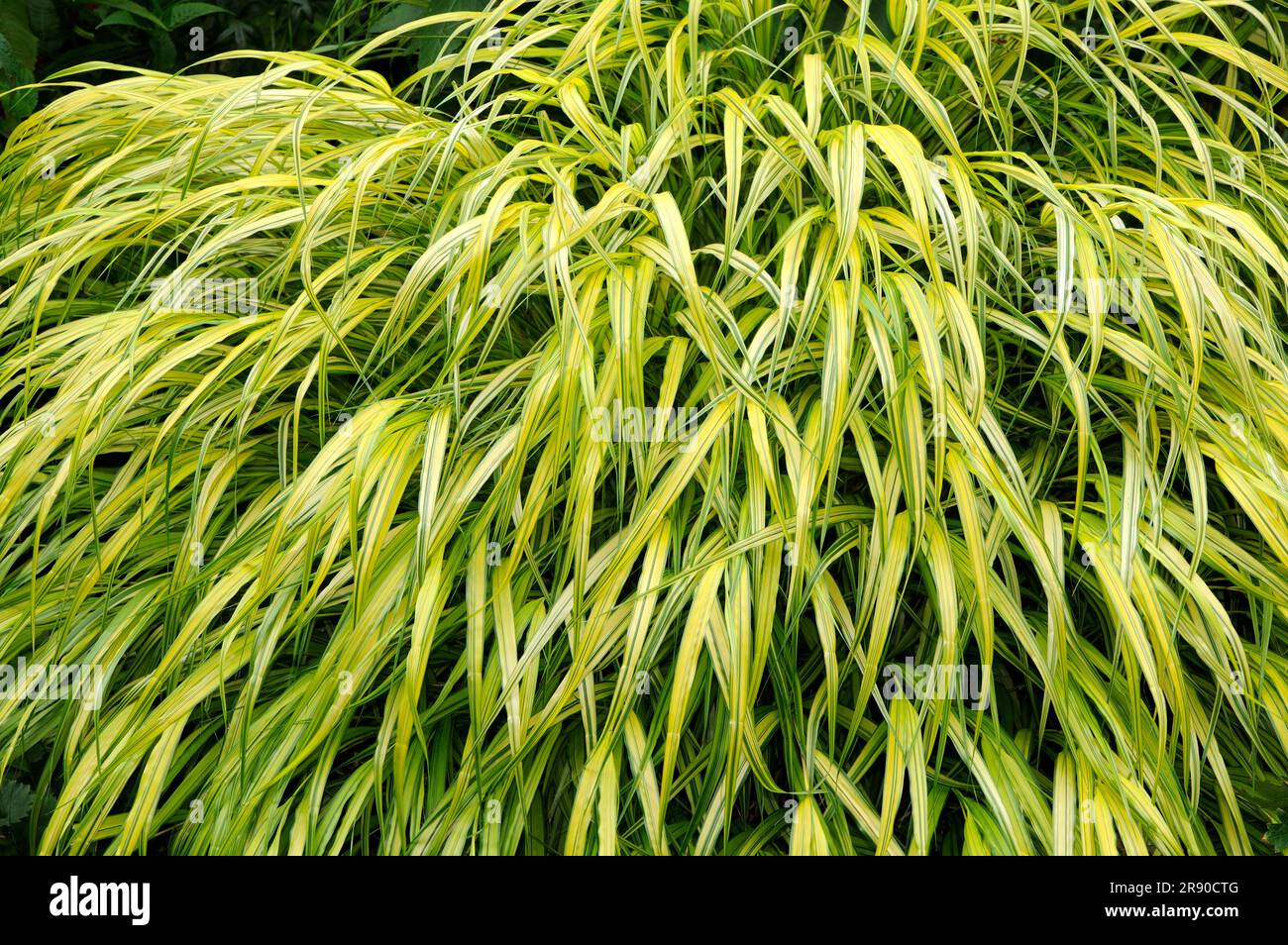 Herbe de forêt japonaise (Hakonechloa matra) 'Aureola', herbe de Hakone Banque D'Images