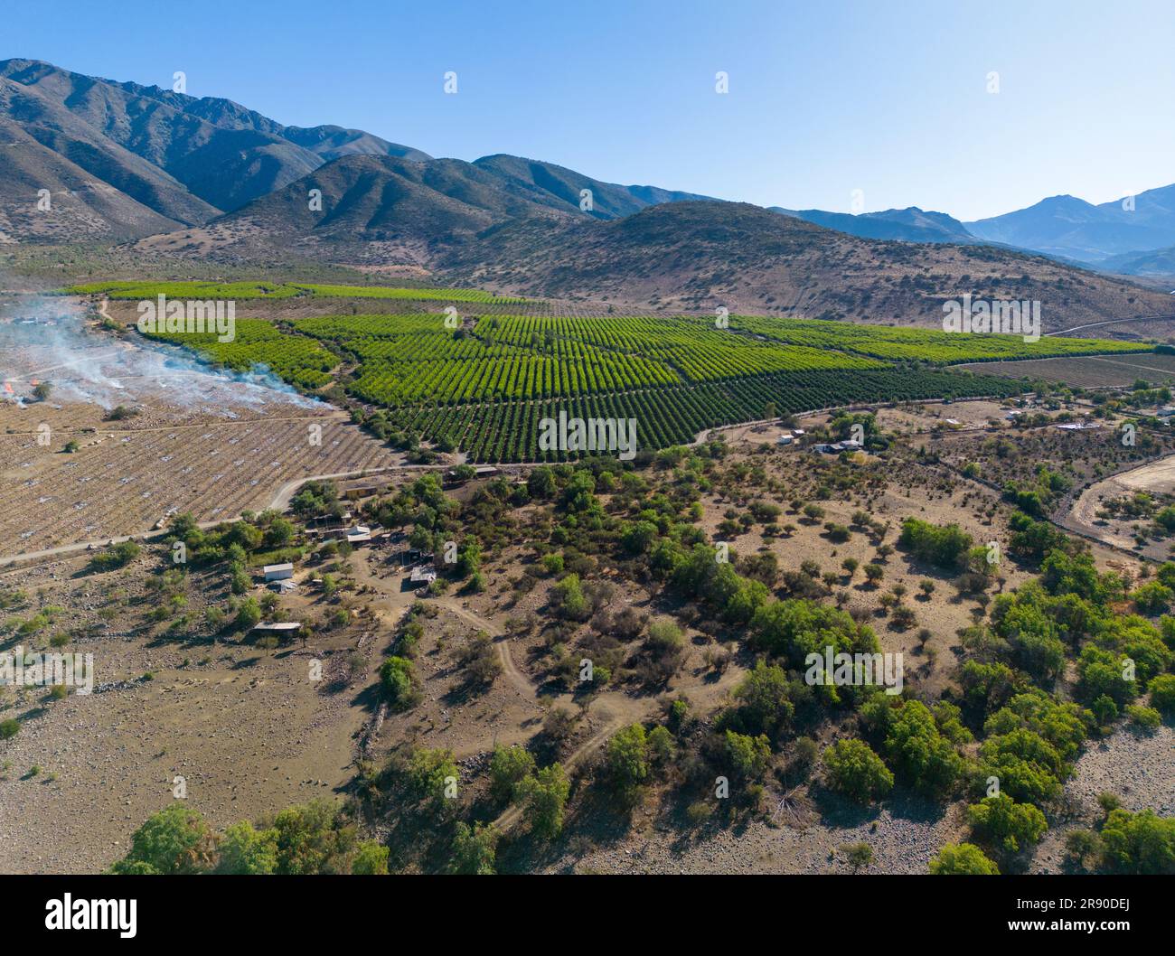 Vue aérienne de la citriculture à Petorca au Chili, Amérique du Sud - plantation d'agrumes Banque D'Images