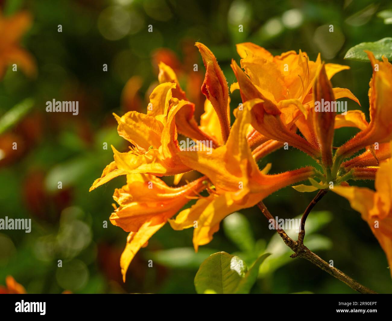 Gros plan sur les fleurs jaune foncé de Rhododendron lutéum qui poussent dans un jardin britannique. Banque D'Images