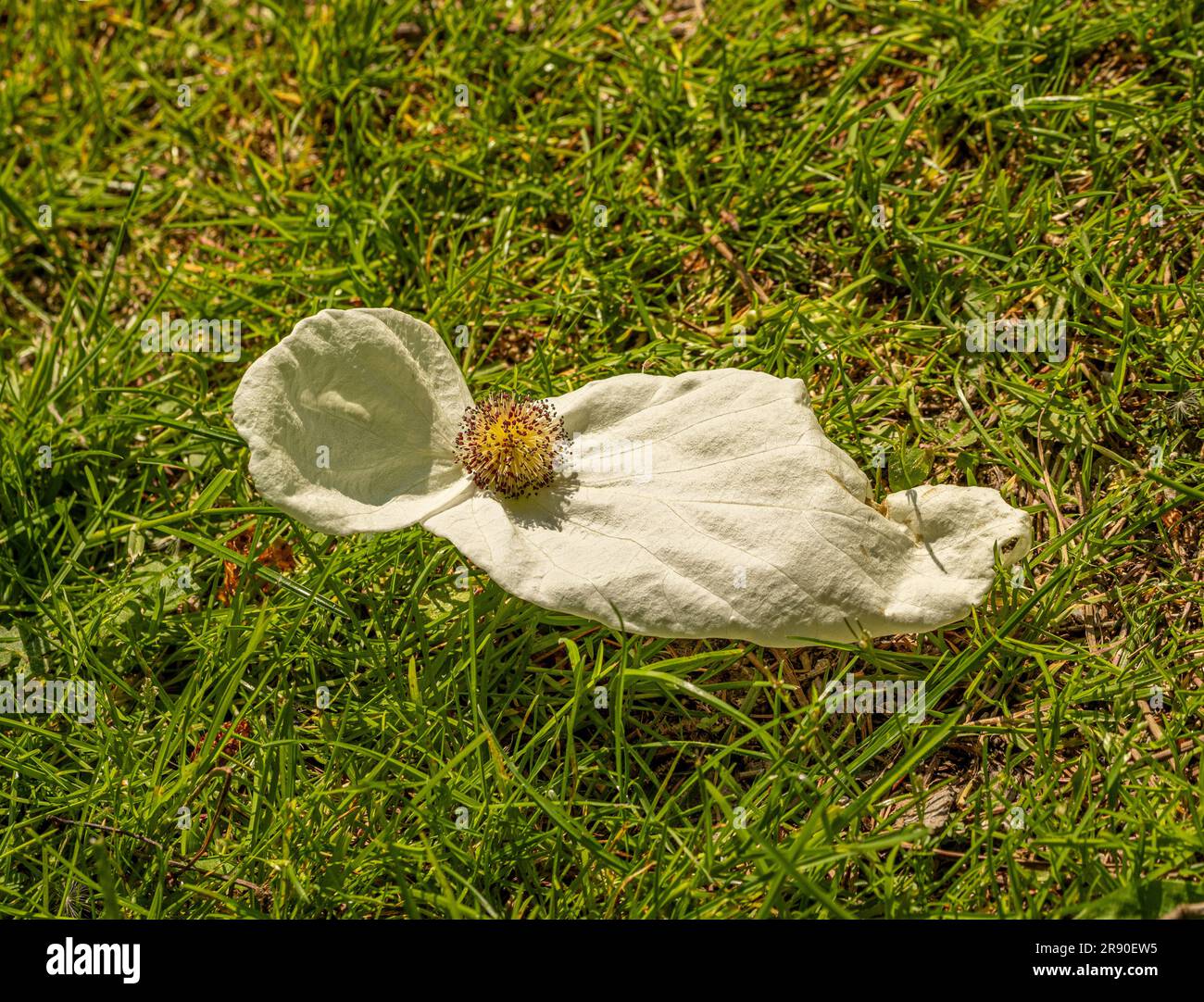 Des bractées blanches et crémeuses entourant la tête de fleur tombée d'un mouchoir sur le sol. Banque D'Images