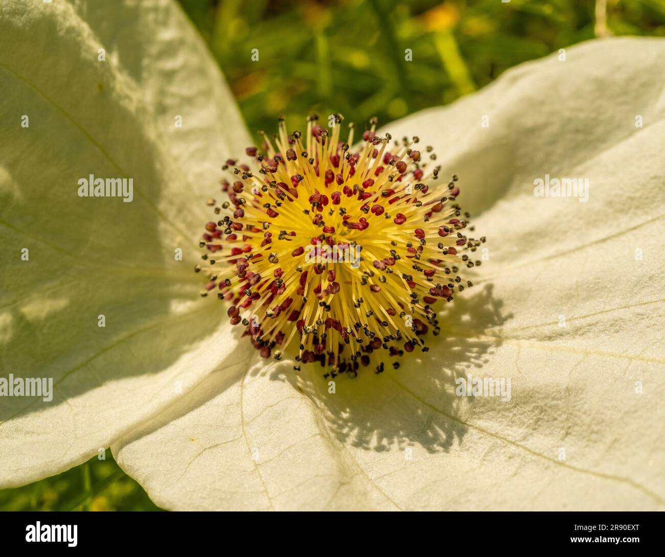 Gros plan de la tête ronde et des bractées blanches de Davidia involucrata. Banque D'Images