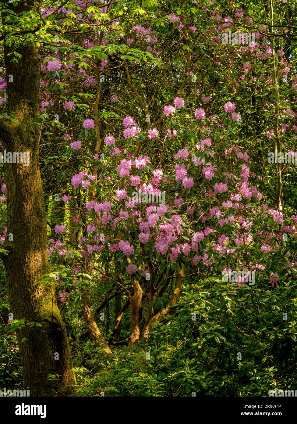 L'arbuste Rhododendron fleurit abondamment avec de grandes fleurs roses dans une forêt britannique. Banque D'Images