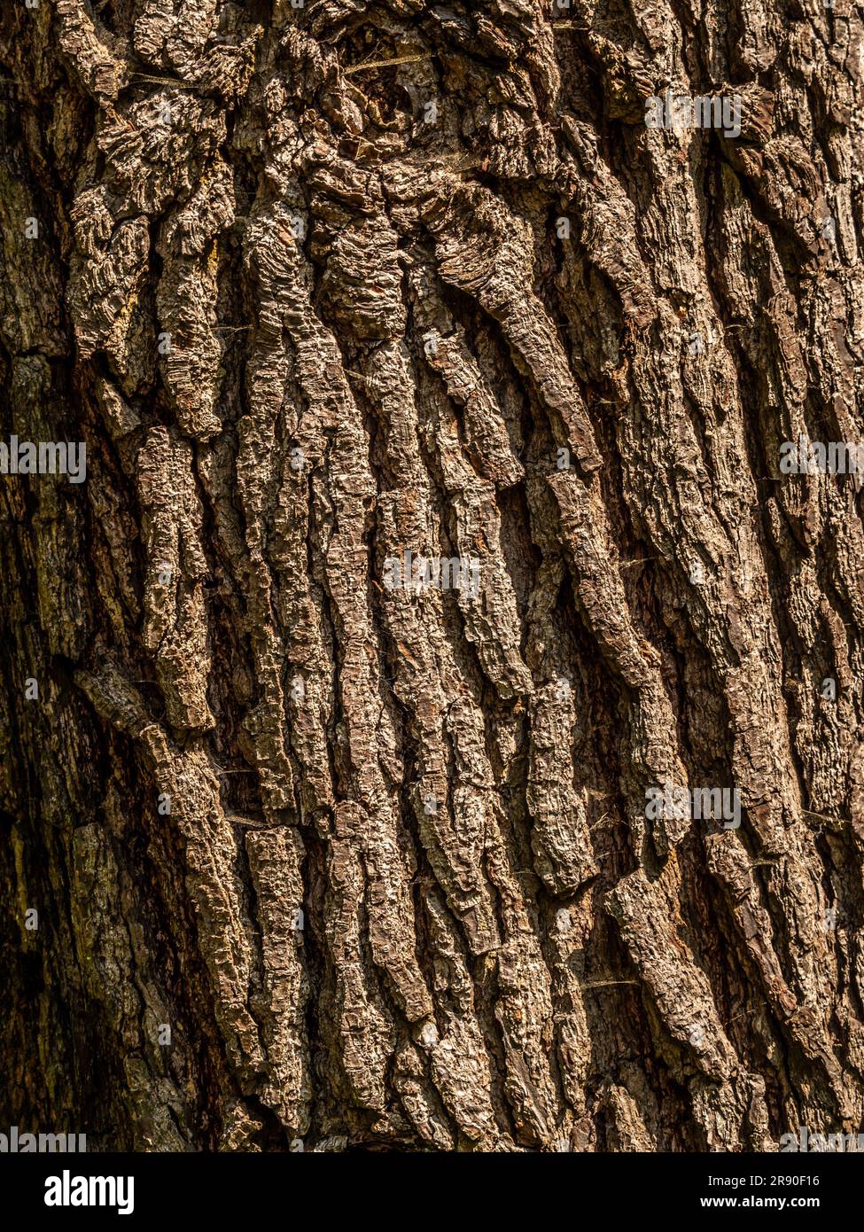 Gros plan de l'écorce texturée d'un arbre mature. Banque D'Images