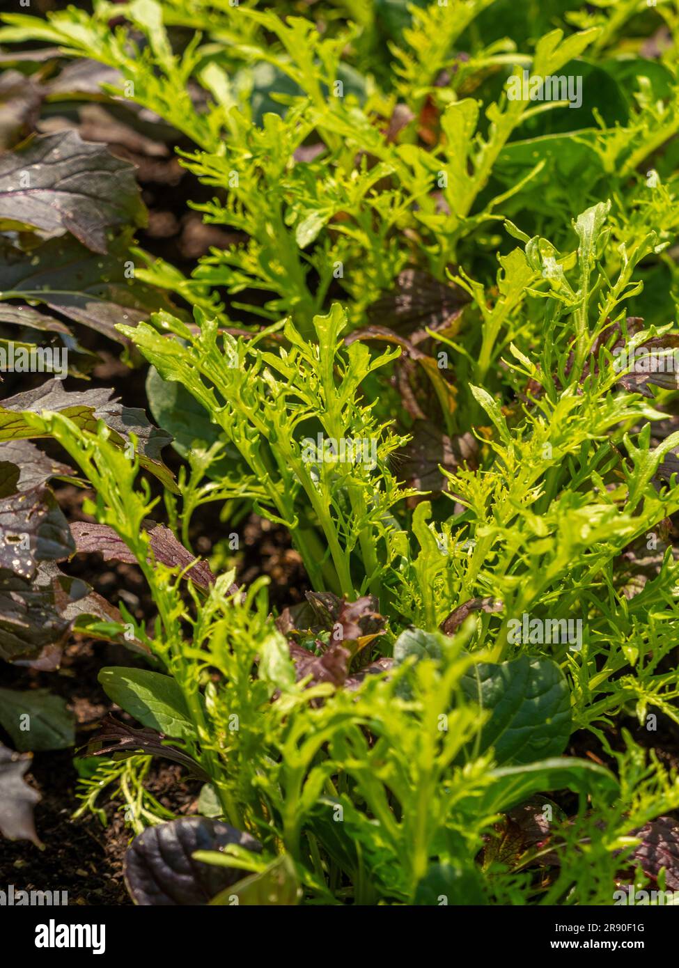 Mizuna vert et rouge poussant dans un potager Royaume-Uni Banque D'Images