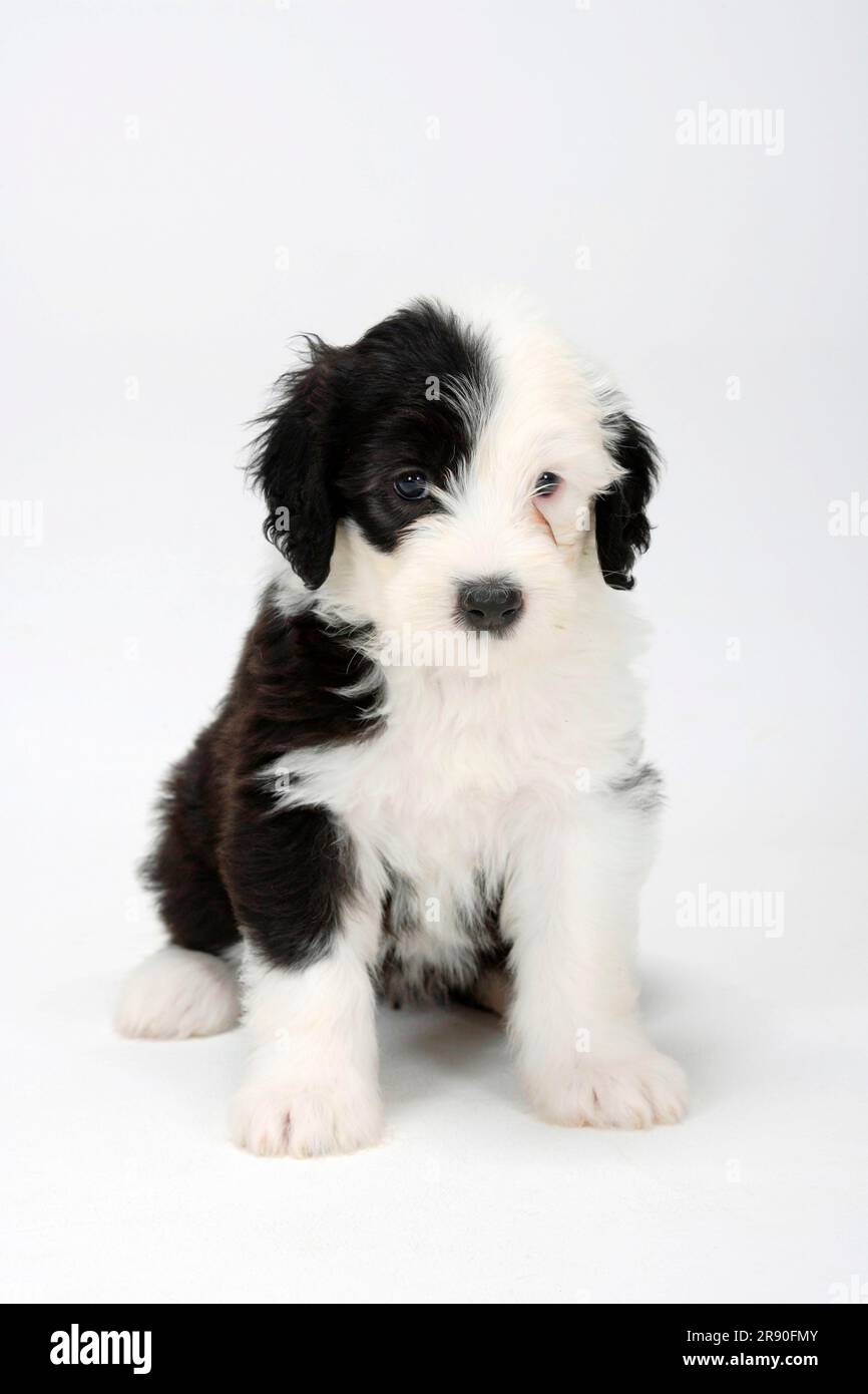 Sheepdog Inglês Velho Recém-nascido Foto de Stock - Imagem de