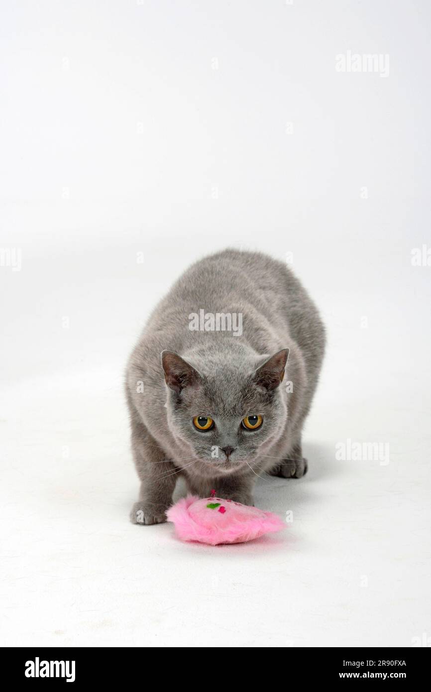 British Shorthair Cat, bleu, 14 ans, BKH, jouet Banque D'Images
