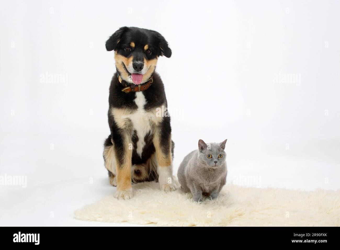 Berger australien, tricolore, et British Shorthair, bleu, 14 ans, BKH, court-circuit Banque D'Images
