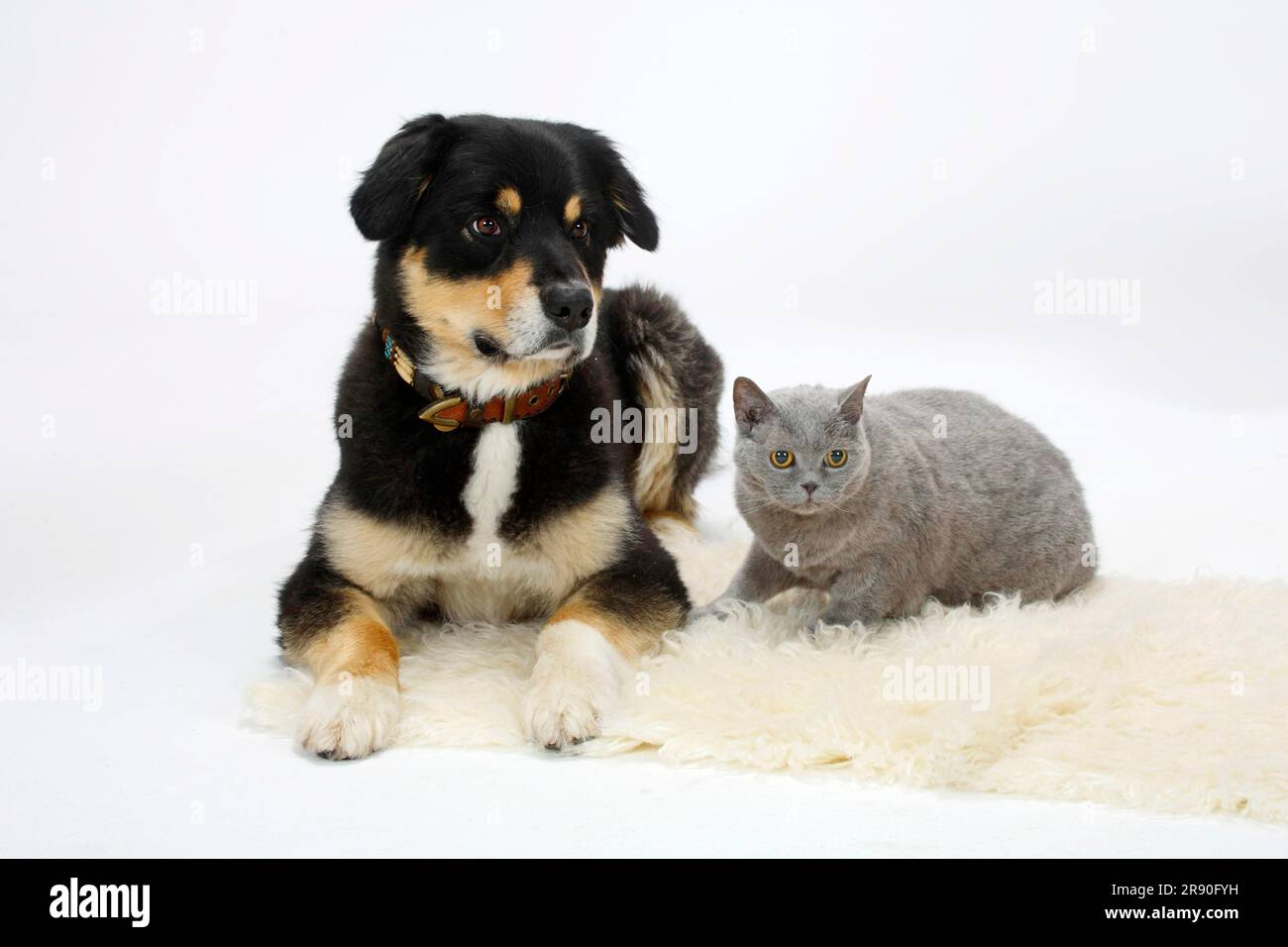 Berger australien, tricolore, et British Shorthair, bleu, 14 ans, BKH, court-circuit Banque D'Images
