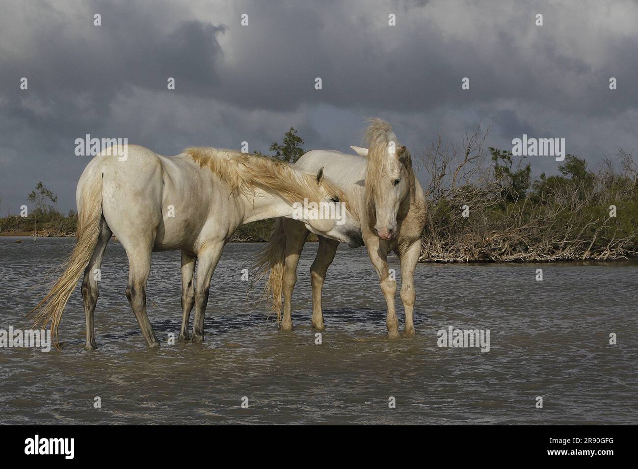 Camargue Horse, étalons combattant dans le marais, Saintes Marie de la Mer en Camargue, dans le sud de la France Banque D'Images