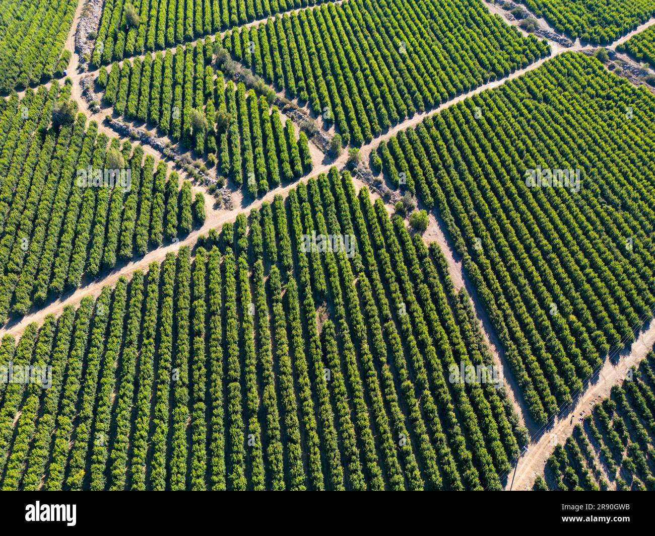 Vue aérienne de la citriculture à Petorca au Chili, Amérique du Sud - plantation d'agrumes Banque D'Images