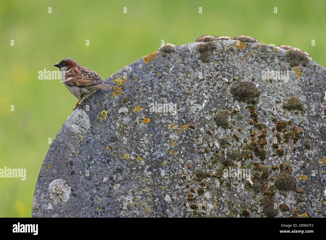 Maison Sparrow (Passer domesticus) mâle perchée sur lichen recouvert de pierre à verger Norfolk GB UK juin 2023 Banque D'Images